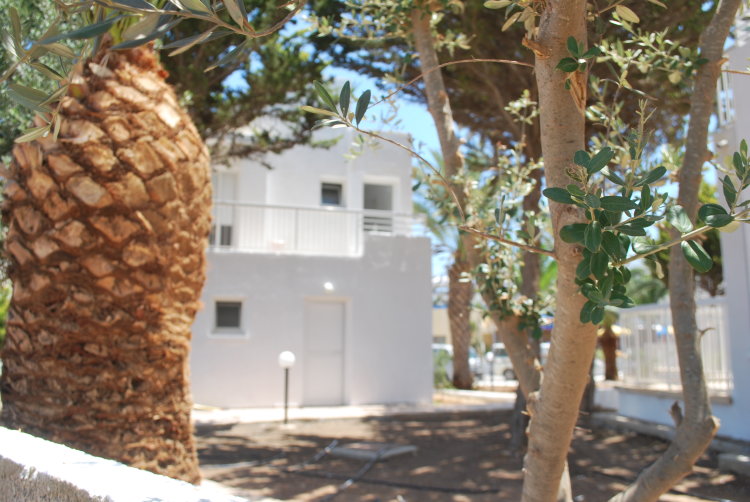 Кипрская школа английского языка (The Cyprus School of English) Айя-Напа
